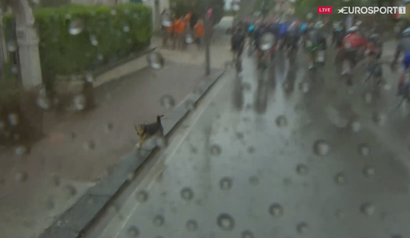 Собака спровоцировала падение Ремко Эвенепула в начале 4 этапа Джиро д’Италия-2023